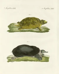 Żółwie słodkowodne (kolorowy grawerunek)