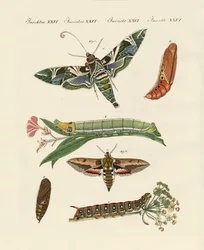 Zmierzch motyl