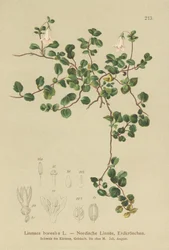 Bliźniak (Linnaea borealis)