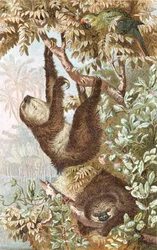 Leniwiec dwunożny, płyta z "Brehms Tierleben: Allgemeine Kunde des Tierreichs", t.2, s.646, opublikowane przez Bibliographisches Institut.