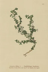 Sandwort dwukwiatowy (Arenaria biflora)