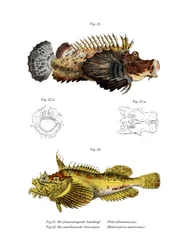 Dwukleszczowa Stingfish (kolor lito)