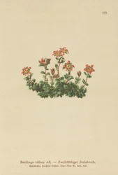 Skalnica dwukwiatowa (Saxifraga biflora)
