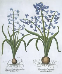 Dwa niebieskie Hiacynty, z Hortus Eystettensis, autorstwa Basila Beslera (1561-1629) wyd. 1613 (ręcznie kolorowane grawerowanie)