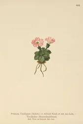 Pierwiosnek tyrolski (Primula tyrolensis, Primula Tirolensis, Primula Allionii)
