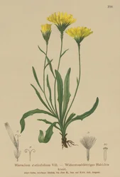 Mleczak parasolowy (Hieracium staticefolium, Hieracium staticifolium, Tolpis staticifolia, Chlorocrepis staticifolium, Chlorocrepis staticifolia)
