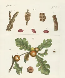 Przydatne owady