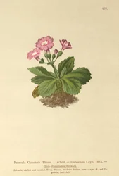 Wiesiołek Val-Daone (Primula Oenensis, Primula Daonensis)
