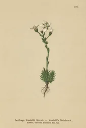 Skalnica Vandellis (Saxifraga Vandellii)
