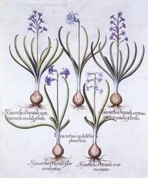 Odmiany hiacynta z cebulką, z Hortus Eystettensis, Basil Besler (1561-1629), wyd. 1613 (grawerowanie ręcznie kolorowane)