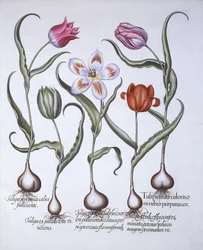 Odmiany tulipana, z Hortus Eystettensis, Basil Besler (1561-1629), wyd. 1613 (grawerowanie ręcznie kolorowane)
