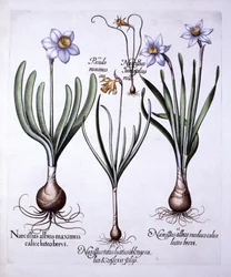 Różne Narcyzy, z Hortus Eystettensis, Basil Besler (1561-1629), wyd. 1613 (grawerowanie ręcznie kolorowane)