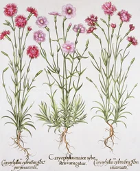 Różne odmiany goździka, z Hortus Eystettensis Basila Beslera (1561-1629), wyd. 1613 (ręcznie kolorowane grawerowanie)