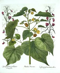 Aksamitny i słodki groszek, z Hortus Eystettensis, Basil Besler (1561-1629), wyd. 1613 (grawerowanie ręcznie kolorowane)
