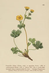 Pięciornik kosmki (Potentilla villosa, Potentilla maculata, Potentilla rubens, Potentilla crocea, Potentilla alpestris, Potentilla salisburgensis)