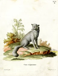 Virginian Fox (kolorowy grawerunek)