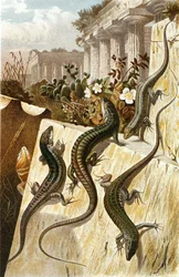 Jaszczurka ścienna, płyta z "Brehms Tierleben: Allgemeine Kunde des Tierreichs", vol.7, s.151, wyd. Bibliographisches Institut