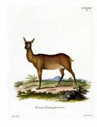 Wapiti (kolorowy grawer)