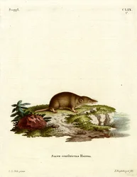 Rzęsorek rzeczek (kolorowy grawerunek)