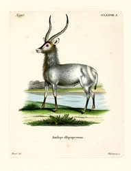 Waterbuck (kolorowy grawerunek)