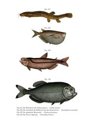 Weather Loach (kolor lito)