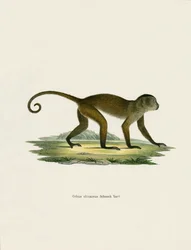 Weeper Capuchin (kolorowy grawerunek)
