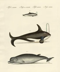 Wieloryby i delfiny (kolorowy grawerunek)
