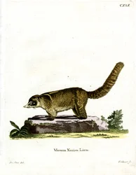 Ostronos białonosy (kolorowy grawerunek)