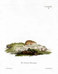 Ryjówka białoozębna (kolorowy grawer)