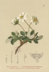 biały dryas
