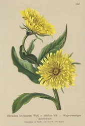 Jastrzębiowiec zwyczajny (Hieracium intybaceum)
