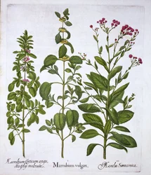 Szanty Białej, Szanty i Mięty, z Hortus Eystettensis, autorstwa Basila Beslera (1561-1629), wyd. 1613 (grawerowanie ręcznie kolorowane)