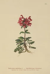 Wszysznica zwyczajna (Pedicularis verticillata)
