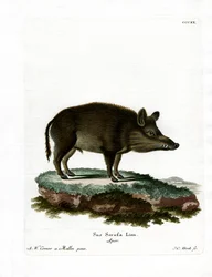 Dzik (kolorowy grawer)