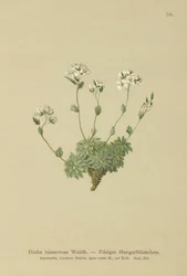 Wolley Whitlow-trawa (Draba tomentosa)