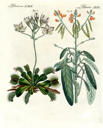 Cudowne rośliny (kolorowy grawer)