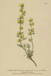 Piołun (Artemisia nitida, Artemisia lantana)