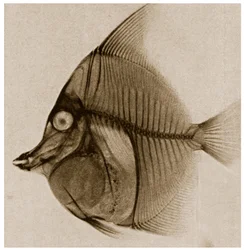 Rentgen ryby ok. 1890