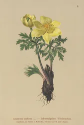 Zawilec żółty (Anemone sulfurea, Anemone sulphurea, Pulsatilla alpina)