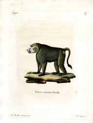 Pawian żółty (kolorowy grawerunek)