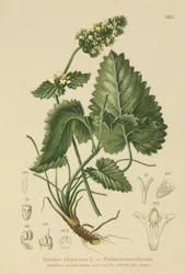 Betonia żółta (Betonica Alopecurus, Stachys alopecuros)