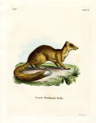 Yellow Mongoose (kolorowy grawerunek)