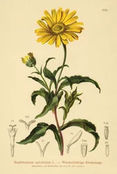 Żółte oko wołu (Buphthalmum salicifolium)