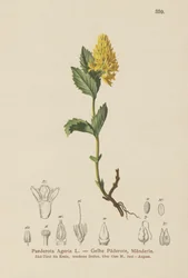 Paederota żółta (Paederota Ageria, Paederota lutea)