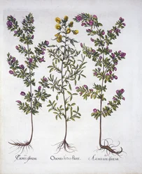 Żółta brona spoczywająca, różowa brona stojąca i różowa cierniowa brona stojąca, z Hortus Eystettensis, Basil Besler (1561-1629), wyd. 1613 (grawerowanie ręcznie kolorowane)