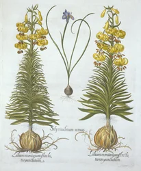 Żółta lilia turkusowa z cebulką i trawą karłowatą, z Hortus Eystettensis, Basil Besler (1561-1629), wyd. 1613 (grawerowanie ręcznie kolorowane)