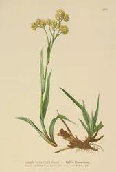 Żółta gorączka leśna (Luzula lutea)
