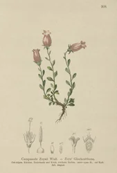Zois Bellflower (Campanula Zoysii)