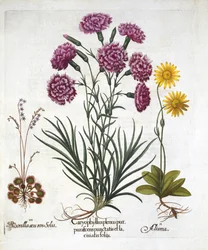 i. Goździk, Diantius, ii. Arnika i iii. Rosiczka okrągłolistna z Hortus Eystettensis, Basil Besler (1561-1629) wyd. 1613