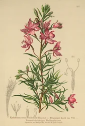Wierzba rozmarynowa (Epilobium rosmarinifolium, Epilobium Dodonaei)